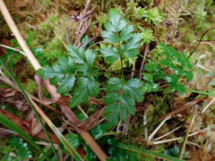 Coptis aspleniifolia