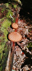 Leucopholiota