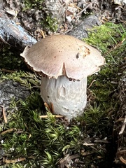 Cortinarius camphoratus