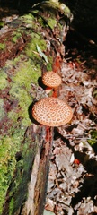 Leucopholiota