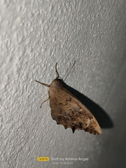 Lepidoptera
