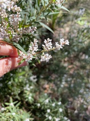 Leucopogon australis