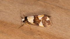 Philenora aspectalella