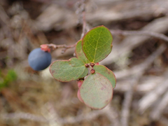 Vaccinium uliginosum