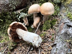 Cortinarius camphoratus