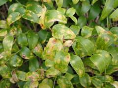 Puccinia myrsiphylli