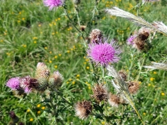 Cirsium rhaphilepis