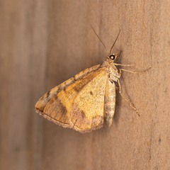 Chrysolarentia mecynata