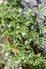 Stenaria nigricans