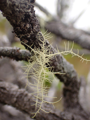 Usnea longissima