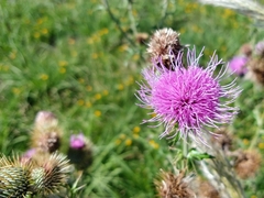 Cirsium rhaphilepis