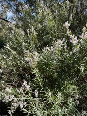Leucopogon australis