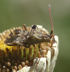 Centrocoris spiniger