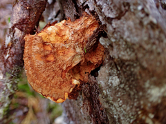 Pycnoporellus fulgens