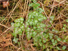 Coptis aspleniifolia