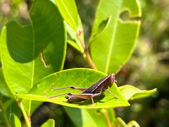 Aptenopedes