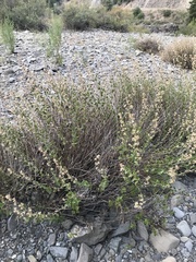 Brickellia californica