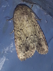 Spodoptera