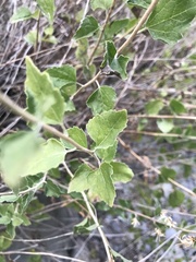 Brickellia californica