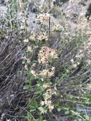 Brickellia californica