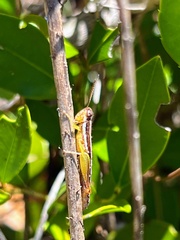 Gymnoscirtetes morsei