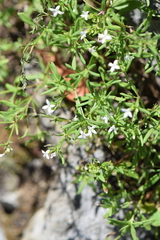 Stenaria nigricans