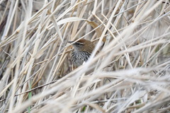 Poodytes punctatus punctatus