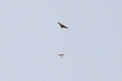 Buteo buteo