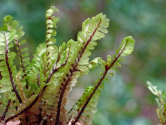 Macrodiplophyllum rubrum