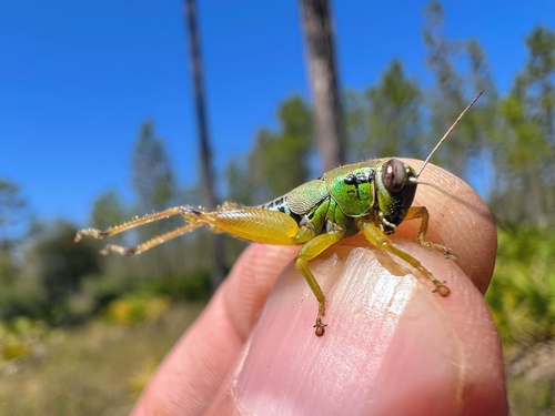 Little Eastern Grasshopper photo 5