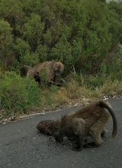 Crematogaster peringueyi