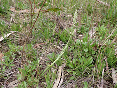 Thelymitra grandiflora