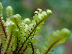 Macrodiplophyllum rubrum