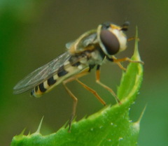 Eupeodes corollae