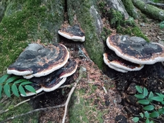 Fomitopsis pinicola