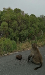 Crematogaster peringueyi