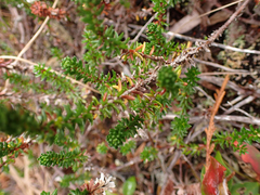Empetrum nigrum