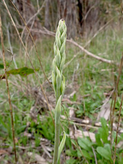 Thelymitra grandiflora