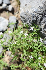 Stenaria nigricans