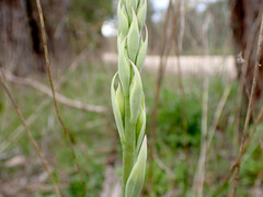 Thelymitra grandiflora