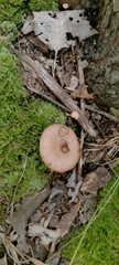 Arrhenia epichysium