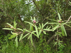 Sapium haematospermum