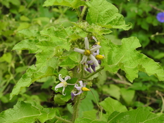 Solanum palinacanthum