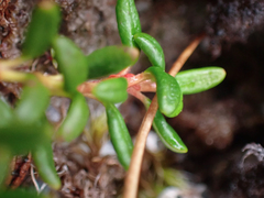 Kalmia procumbens