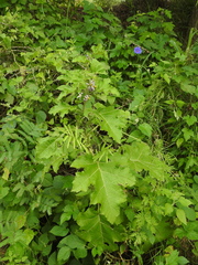 Solanum palinacanthum