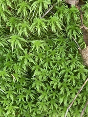 Sphagnum girgensohnii