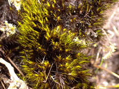 Campylopus atrovirens