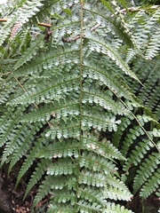 Dennstaedtia