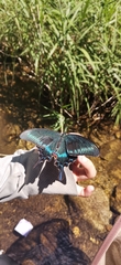 Papilio maackii