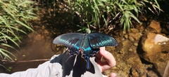 Papilio maackii